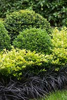 Clipped evergreen Buxus sempervirens and  Taxus baccata balls with Ophiopogon planiscapus 'Nigrescens' - black mondo