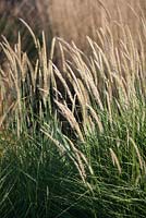 Pennisetum 'Fairy Tails' - Fountain grass