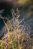 Panicum virgatum 'Northwind' -  Switch grass 