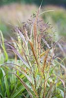 Hakonechloa macra 'Aureola' - Golden Hakonechloa