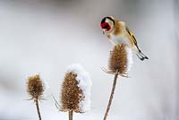 Goldfinch Carduelis carduelis on Teasel in the snow.