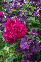 Pink climbing rose growing with purple clematis