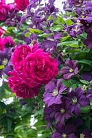Pink climbing rose growing with purple clematis