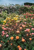 Rosa 'Lady Emma Hamilton' in a rose garden