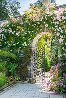 Rosa 'Francis E. Lester' at entrance to Bodnant Garden, North Wales. June