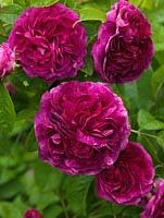 Rosa 'Charles de Mills' - a fragrant, old Gallica shrub rose