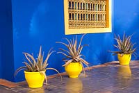 Agave in yellow pots against the blue walls of the Berber museum in Jardin Majorelle, Marrakech, Morocco
