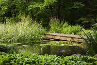 Footbridge over pond with white Nympahea - Waterlilies, Typha latifolia - Common Cattails, Miscanthus - Ornamental Grass plants and purple Lythrum salicaria - Loosestrife