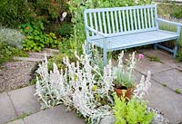 Stachys, Dianthus in pot and Nasturtiums by bench