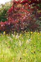 Late sun catching Doronicums and grass seed heads in wildflower meadow