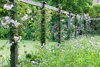 Pergola with climbing Roses including 'Complicata' next to Geranium filled wildlfower area - Priory House, Wiltshire