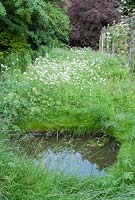 Wildflower area with pond - Priory House, Wiltshire