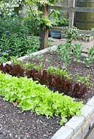 Raised bed with Lettuce, Beetroot and Broad Beans - Priory House, Wiltshire
