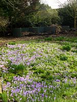 View over carpet of Crocus tommasinianus and snowdrops thriving in deciduous woodland, running towards large compost heaps.