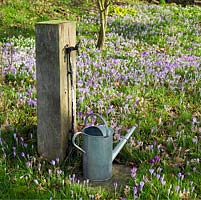 Tap mounted on old oak post and watering can stand on the verge of a carpet of Crocus tommasinianus and snowdrops thriving in deciduous woodland.