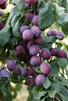 Prunus domestica 'Reine Claude d'Althan'