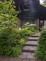 A small, shady front garden is planted with a carpet of low -growing perennials and shrubs below Acer palmatum, Cornus controversa Variegata and Cornus kousa