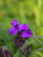 Tradescantia x andersoniana Concord Grape, an evergreen perennial that flowers in summer.