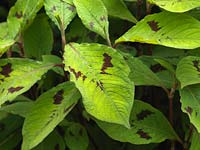 Persicaria virginiana Lance Corporal, bistort, a herbaceous perennial with ornamental  leaves.