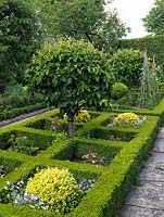 Potager with clipped standard medlars in box-edged beds of herbs, violas, roses, vegetables. Beans and sweet peas trained up cane wigwams. Box and lonicera topiary.