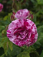 Rosa 'Ferdinand Pichard', a Hybrid Perpetual rose with cupped, double, fragrant pale pink flowers with pink and red stripes from summer until autumn.