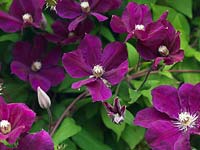 Clematis 'Rouge Cardinal', produces masses of crimson flowers from mid-summer to early autumn. Train carefully as the plant tends to flop.