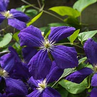 Clematis Jackmanii Superba bears abundant rich, dark blue purple flowers in late summer.