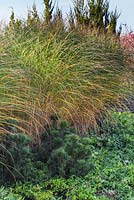 Autumnal group of ornamental grasses and Pinus mugo