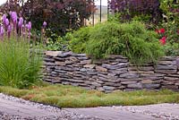 Chamaecyparis pisifera 'Sungold' planted in raised bed