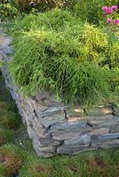 Chamaecyparis pisifera 'Sungold' planted in raised bed