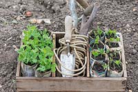 Garden peas, 'Kelvedon Wonder', and Sweet peas, 'Old Fashioned Mix' grown in newspaper pots, ready for planting with garden line and trowel.