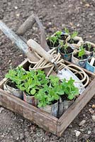 Garden peas, 'kelvedon wonder', and Sweet peas, 'old fashioned mix' grown in newspaper pots, ready for planting with garden line and trowel.
