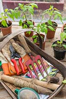 Greenhouse staging, trug of hand tools and garden items, with pots of seedlings and tomato plants.