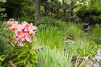 Brown painted wooden pergola and pond with Typha latifolia - Common Cattails and Nymphaea - Water Lilies bordered by red and pink Lilium, Hosta plants in residential backyard garden in summer