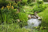 Stream and pond with Typha latifolia - Common Cattails, Eichornia crassipes - Water Hyacinth and bordered by Ligularia 'The Rocket' in residential backyard garden in summer