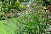 Pennisetum alopecuroides - Fountain grass, a clump forming grass with bottle brush flowers.