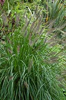 Pennisetum alopecuroides - Fountain grass, a clump forming grass with bottle brush flowers.