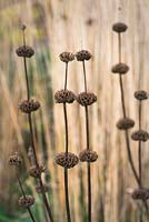 Phlomis russeliana - Turkish sage. Synonyms -Phlomis samia Boiss, Phlomis viscosa with Calamagrostis acutiflora 'Karl Foerster' in the background