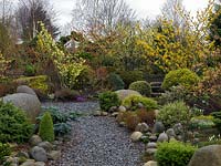 An attractive winter garden with structure provided by small confiers, topiarised evergreens and large smooth stones. Colour is provided by Hamamellis Pallida, Jelena, Sunburst, Arnold's promise, Strawberries and Cream and Barmstedt Gold.