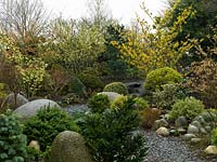 An attractive winter garden with structure provided by small conifers, topiarised evergreens and large smooth stones. Colour is provided by Hamamellis varieties Barmstedt Gold, Jelena, Sunburst, Arnold's promise and Strawberries and Cream.