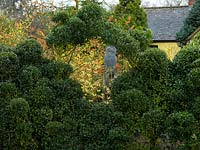 A winter garden with cloud pruned holly contrasting with bright flowering hamamelis.