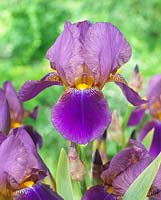 Iris germanica Symphonie