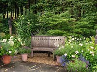 On shady stone terrace, bench edged in pots of lilies, French lavender and marguerites. Behind - maples, Hydrangea arborescens Annabelle and stone head on plinth.