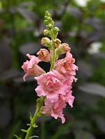 Antirrhinum majus Madame Butterfly, snapdragon, annual or shortlived perennial 