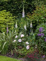 In bed, plant combination of white foxglove - Digitalis purpurea F. albiflora, Phlomis russeliana, Rosa Many Happy Returns, Allium Globemaster and dianthus. 