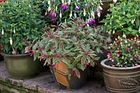 A container garden with different varieties of patio Fuchsia.