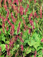 Persicaria amplexicaulis 'Atrosanguinea', Bistort, produces long slender flower spikes from July - September. Large oval shaped leaves are produced in profusion making this plant great for ground cover.