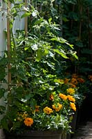Tagetes - French marigolds planted beneath tomato plants for protection from greenfly and blackfly