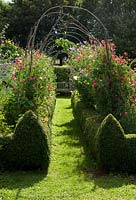 Lathyrus odoratus - Sweet pea arch in vegetable garden.