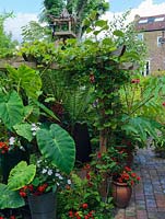 Tropical planting with huge leaves of Tetrapanax papyrifera Rex, Colocasia esculenta, tree ferns, begonias. On pergola - Lapageria rosea and kiwi.